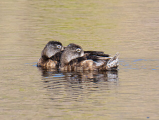 Ring-necked ducks resting on water