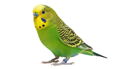 Isolated Green Budgerigar