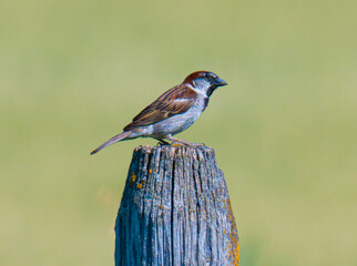 Make house sparrow on a fence post