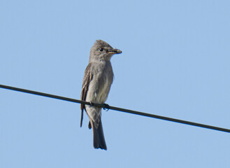 Western Wood-Peewee