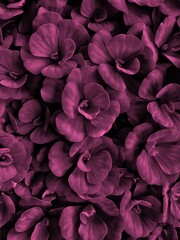 close up of pink flowers