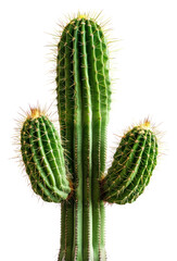 Naklejka premium PNG Cactus plant.