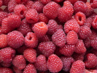 Large domestic raspberries photographed close-up. Macro.