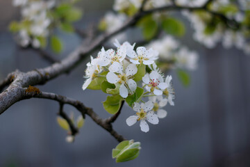 fruit tree in bloom