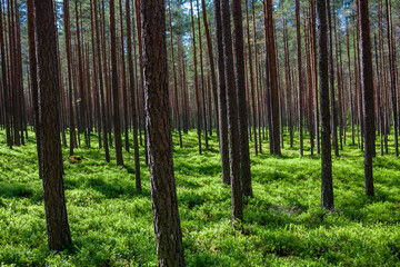 Pine tree forest in summer, Latvia