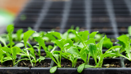 Young seedlings growing in a nursery tray in soft natural light