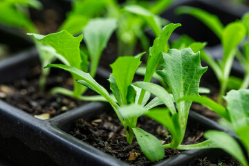 Young seedlings growing in a nursery tray in soft natural light