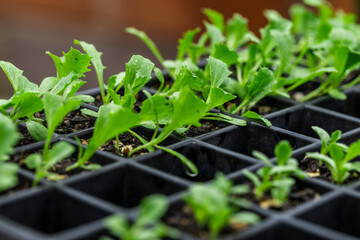 Young seedlings growing in a nursery tray in soft natural light