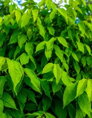 Lush green leaves close-up (1)