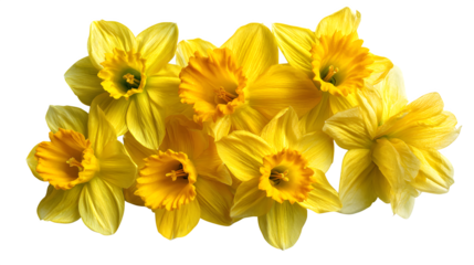 bouquet of yellow daffodils