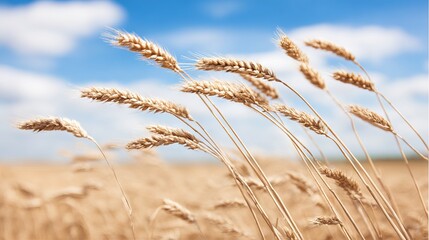 Fototapeta premium Golden wheat stalks sway gently in the breeze under a bright blue sky with fluffy clouds, capturing the essence of a serene agricultural landscape and nature's beauty