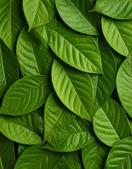 Lush green leaves close-up (3)