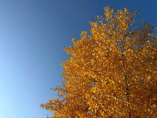 Golden yellow tree against sky 