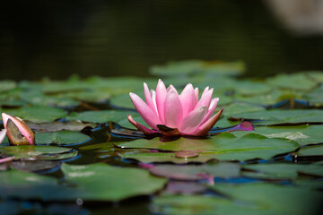 A Serene Pink Water Lily Blooming on a Sunny Day Surrounded by Green Lily Pads Floating in Clear...