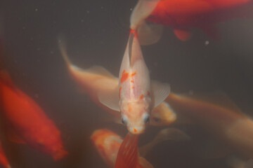 Beautiful Aquatic Scene Featuring Colorful Goldfish Swimming Gracefully Underwater in a Serene...