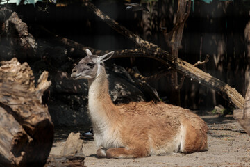 A Captivating Look at a Llama Relaxing in Its Natural Habitat Surrounded by Natural Elements Like Rocks and Branches on a Sunny Day