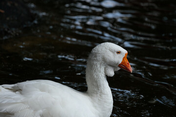 Elegant White Goose Portrait Gracefully Swimming Through Calm Waters, Showcasing Its Unique Feather Patterns and Vivid Orange Beak Against a Serene Background of Reflective Water