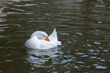 A Serene Moment: A Beautiful White Goose Floating Gracefully on the Calm Waters of a Tranquil Pond Surrounded by Nature's Splendor