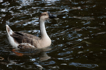 A Graceful Duck Swimming Through Calm Waters, Showcasing Its Unique Features and Elegant Movements in the Serene Setting of a Quiet Pond or Lake Scene