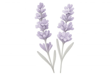 Obraz premium Soft lavender stems spreading delicately, translucent background offering minimalist botanical aesthetic for creative design projects