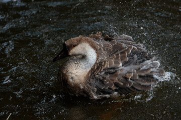 A Beautiful Waterfowl Enjoying a Refreshing Splash in a Serene Aquatic Environment Captured in Stunning Detail with Vibrant Colors and Dynamic Water Droplets Filling the Scene
