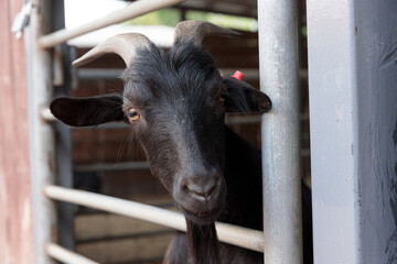 Close-Up of a Curious Black Goat Looking Through a Fence in a Barn Setting with Beautiful Natural Lighting Enhancing Its Features and Expressions
