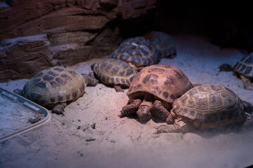 Obraz premium A Peaceful Gathering of Tortoises in a Natural Habitat Setting with Soft Lighting