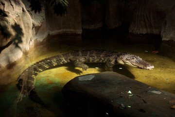 A Captivating Snapshot of a Crocodile Relaxing in Its Natural Habitat Surrounded by Rocks and Water...