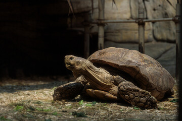 A Majestic Tortoise in a Natural Habitat Setting, Relaxing Amidst Soft Straw and Greenery Under a...