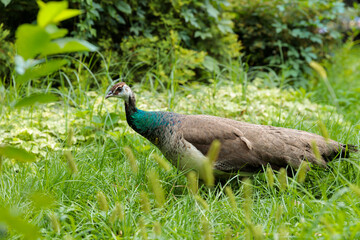 Obraz premium A Beautiful Peafowl Walking Gracefully Through Lush Green Grass Surrounded By Vibrant Foliage Depicting Nature's Splendor and Wildlife Diversity