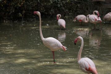 A Magnificent Display of Flamingos Gracefully Wading Through the Shimmering Waters in a Natural...