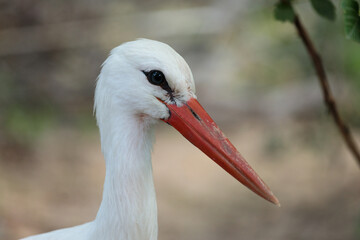A Graceful Stork with a Distinctive Red Beak Captured in Close-Up, Showcasing Its Elegant Features Amidst a Naturally Blurred Background in a Serene Environment