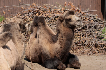 Two camels resting peacefully in the sun near a pile of branches, showcasing their unique features...