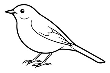Robin Bird line Art Vector Illustration