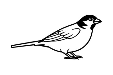 sparrow bird line art vector white background
