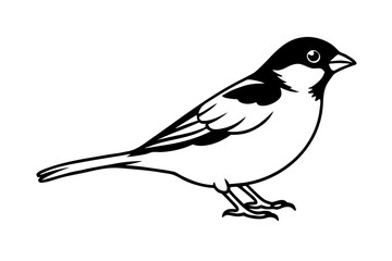 sparrow bird line art vector white background