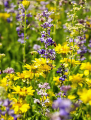 Close-up of wildflowers with bees pollinating in bright sunny meadow