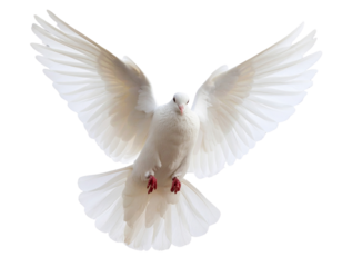 Top-Down View of White Dove with Slightly Tilted Wings, Flying Motion, PNG Cutout