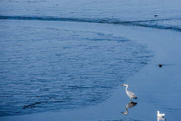 a grey heron and a seagull in shallow water
