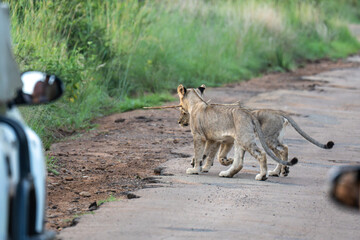In the morning on safari in Pilanesberg National Park, young lions run across the road in front of...