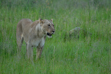 Close-up of a full-grown female lion with a powerful build, stalking through the tall grass. Pilanesberg National Park, South Africa.