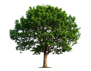 Obraz premium Lush green tree against white background (1)