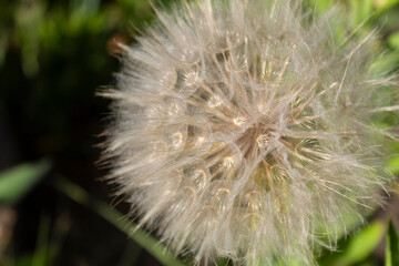 Fototapeta premium dandelion seed head