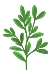 PNG Herb herbs plant leaf.