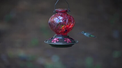 Flying hummingbird visits a feeder.