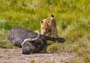Lion Tugging at Cape Buffalo Carcass in Amboseli National Park