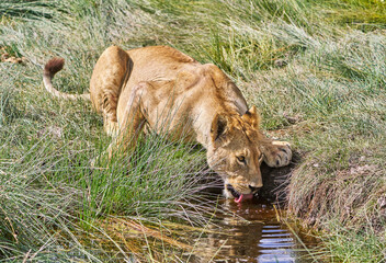 Lion Drinking Water in Amboseli