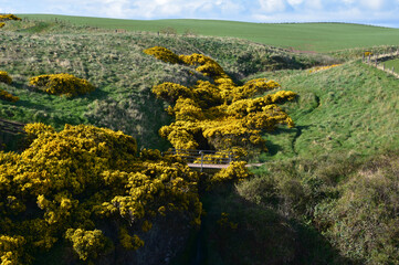 Yellow Blooming Gorse Bushes in Fields in Scotland