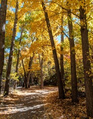 Fototapeta premium Autumn path through golden trees