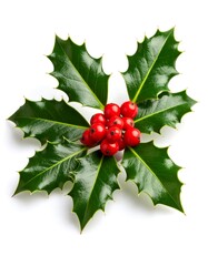 Holly sprig with red berries (1)